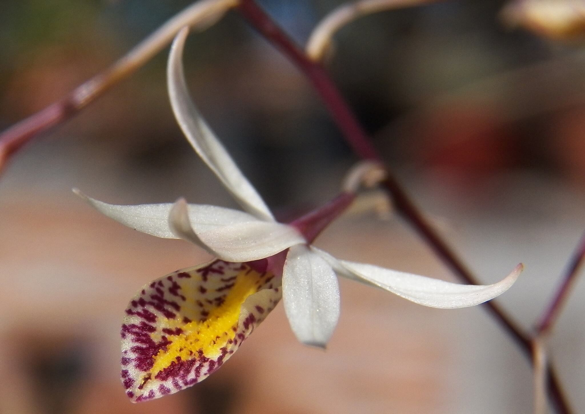 Barkeria obovata